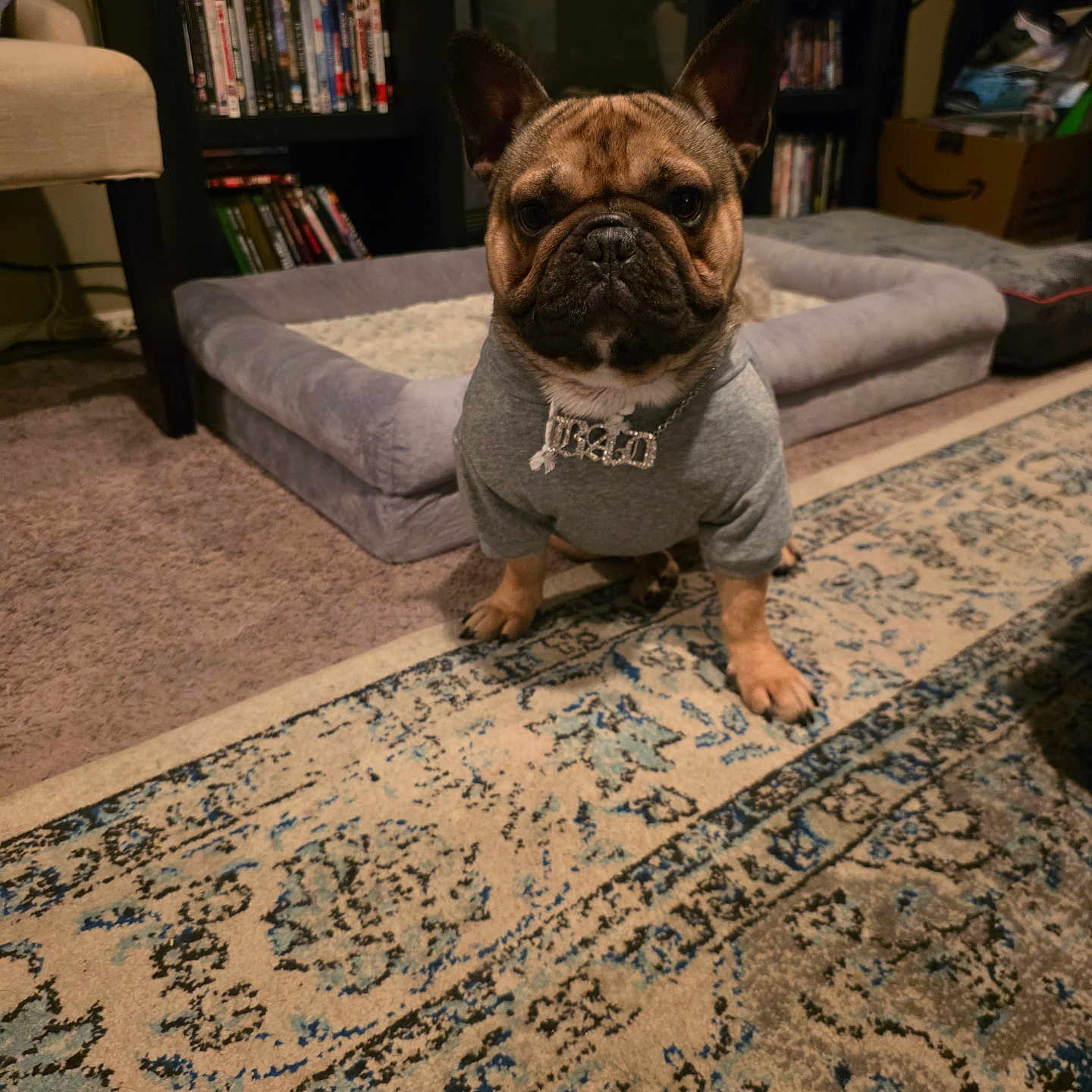 Rocco is registered to the contest to win money with this photo: dog, french_bulldog, pet, indoor, carpet, rug, clothing, necklace, sitting, animal, living_room, furniture, book_shelf, dog_bed, cute, portrait, brown, black, ears, floor