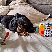 Lilou a rejoint le concours — aidez-le/la à gagner de superbes lots ! dog, bed, plush_toy, pillow, blanket, resting, indoor, black_dog, brown_markings, cute, pet, harness, toy_elephant, toy_ball, fabric, cozy, fur, animal, sleepy, domestic_animal