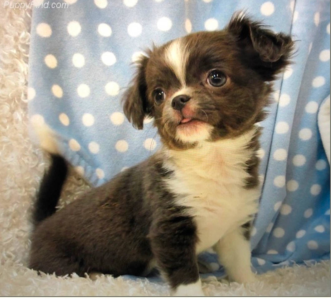 Nova is registered to the contest to win money with this photo: canidae, carnivore, chinese_imperial_dog, companion_dog, dog, dog_breed, fawn, liver, mal_shi, mammal, puppy, rare_breed_dog, shih_tzu, snout, sporting_group, toy_dog, vertebrate