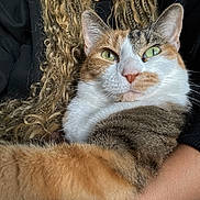 Pumpkin is registered to the contest to win money with this photo: animal, black_clothing, calico, cat, close_up, curly_hair, cute, feline, friendly, fur, green_eyes, indoor, nose, paw, pet, portrait, relaxed, snuggle, soft, whiskers
