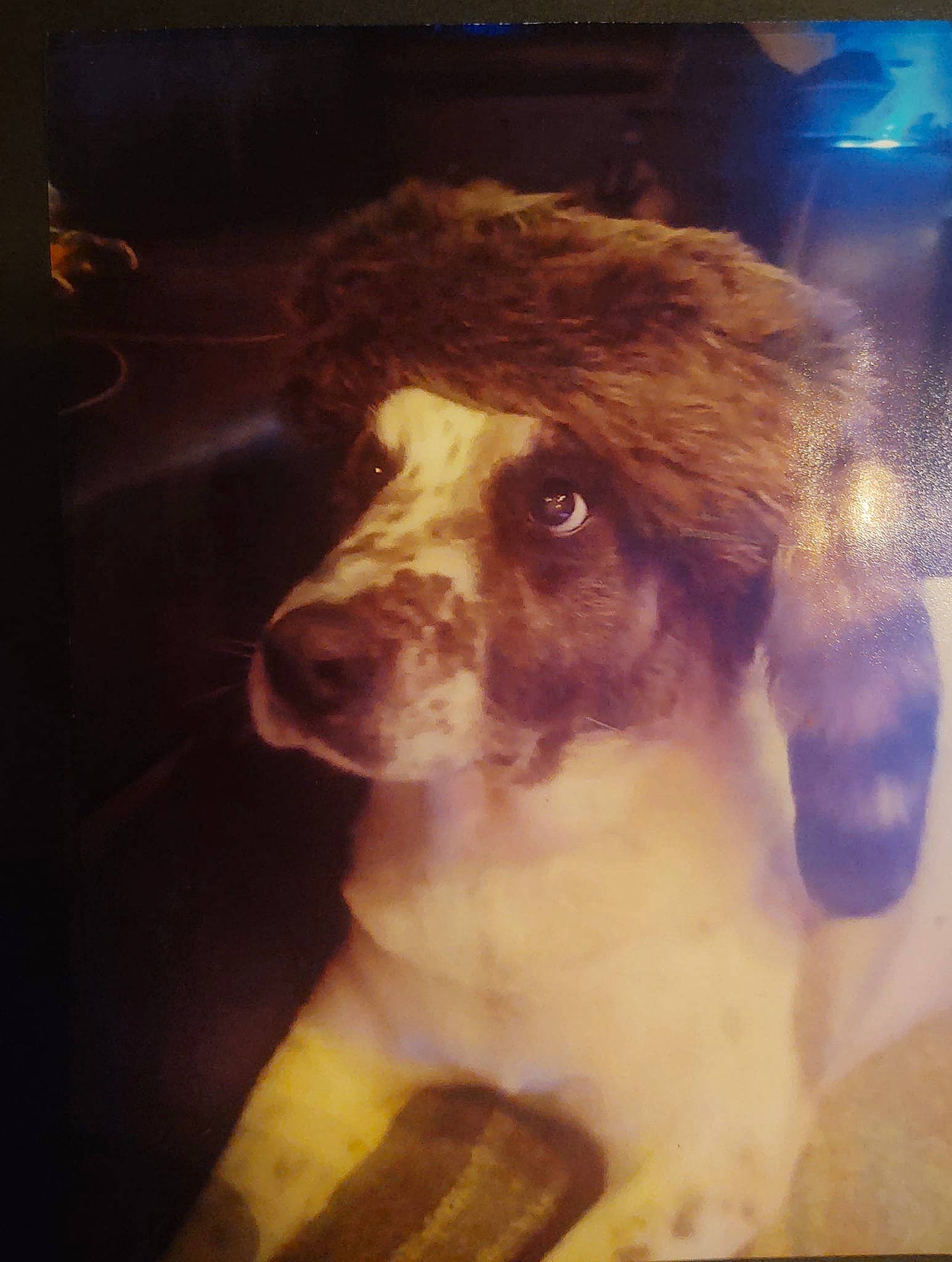 Prettyboy Floyd joined the competition — help win amazing prizes! canidae, carnivore, companion_dog, dog, dog_breed, door, fawn, flesh, fur, liver, room, snout, sporting_group, square, tints_and_shades, toy_dog, visual_arts, whiskers, window, working_animal