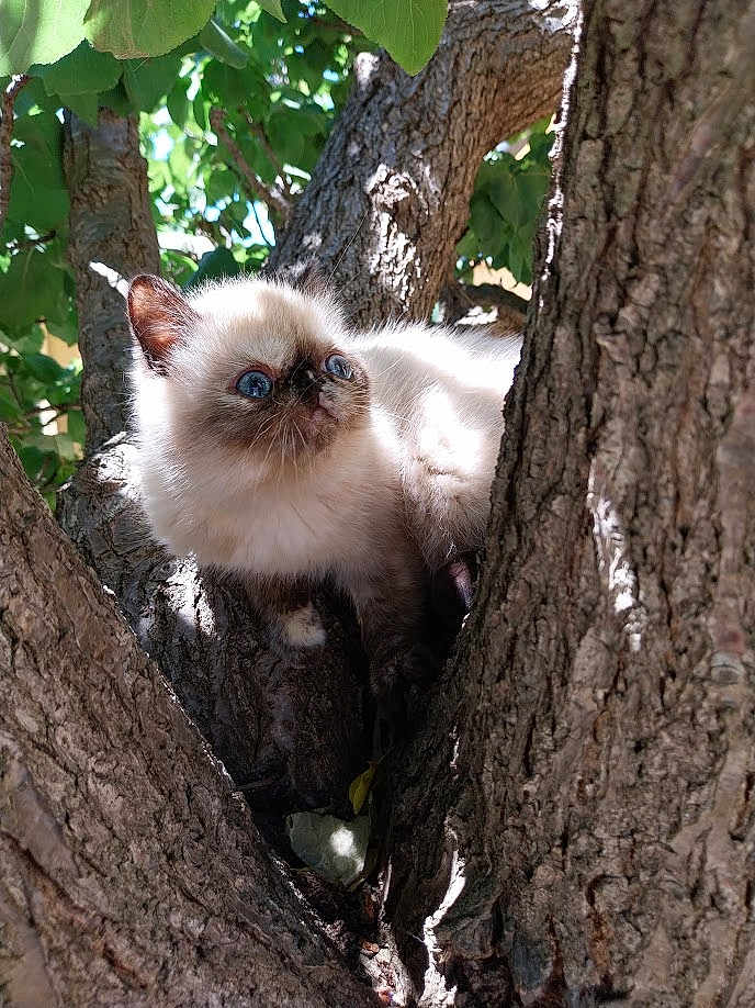 Vicky participe au concours pour gagner de l'argent avec cette photo : cat, blue_eyes, fluffy, tree, bark, leaves, outdoor, nature, sunlight, feline, curious, animal, pet, close_up, wildlife, branch, daylight, mammal, alert, fur