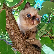Vicky a rejoint le concours — aidez-le/la à gagner de superbes lots ! cat, animal, tree, branch, leaves, outdoor, nature, sky, feline, curious, fluffy, cute, pet, wildlife, daylight, mammal, climbing, closeup, blue_eyes, young