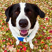 Denali joined the competition — help win amazing prizes! animal, autumn, black_and_white, canine, close_up, collar, cute, dog, fall_leaves, friendly, happy, leaf_litter, mammal, nature, outdoor, pet, playful, seasonal, smiling, tongue_out