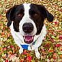 animal, autumn, black_and_white, canine, close_up, collar, cute, dog, fall_leaves, friendly, happy, leaf_litter, mammal, nature, outdoor, pet, playful, seasonal, smiling, tongue_out