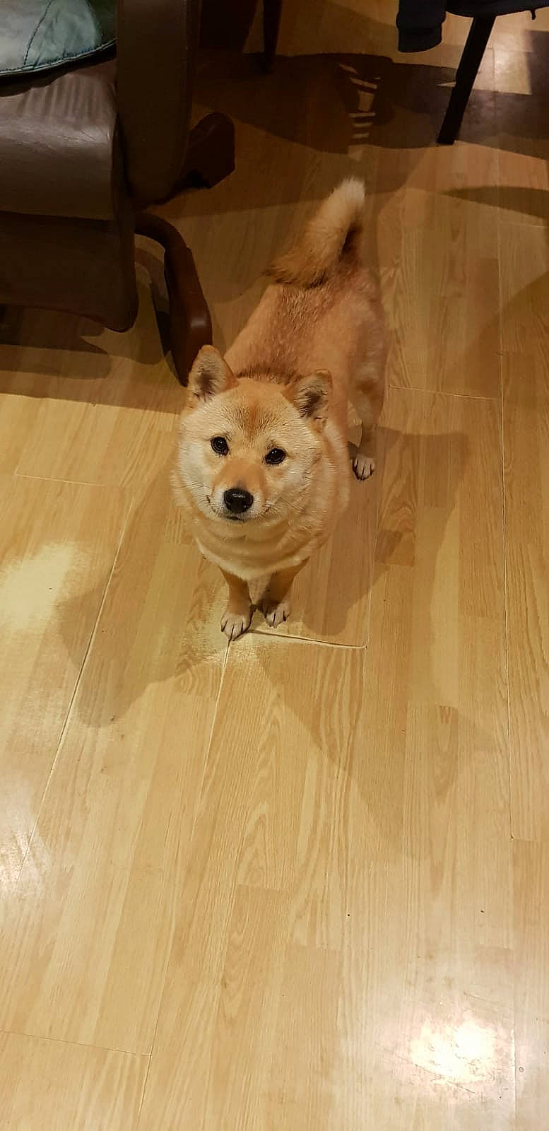 Maxwell a rejoint le concours — aidez-le/la à gagner de superbes lots ! akita_inu, ancient_dog_breeds, canidae, carnivore, companion_dog, dog, dog_breed, fawn, finnish_spitz, german_spitz, korean_jindo_dog, mammal, non_sporting_group, norwegian_buhund, pomeranian, rare_breed_dog, shiba_inu, spitz, vertebrate, volpino_italiano