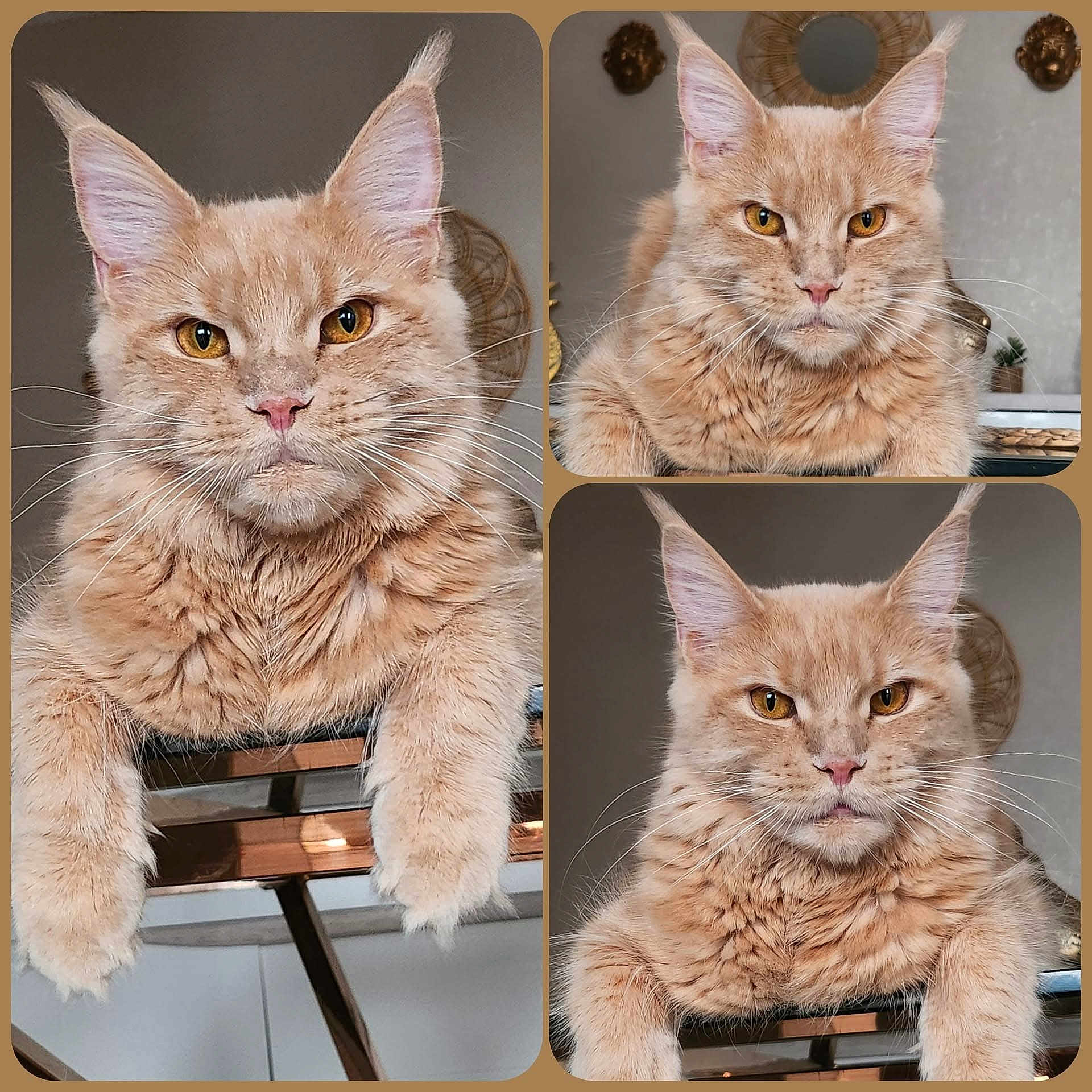 Umie a rejoint le concours — aidez-le/la à gagner de superbes lots ! abyssinian, angora, animal, art, brush, cat, collage, computer, device, egyptiancat, electronics, kitten, laptop, manx, pc, pet, shelf, snout, tool, wood