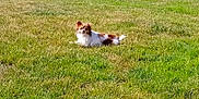 Nougat participe au concours pour gagner de l'argent avec cette photo : animal, brown_and_white, calm, canine, daylight, dog, fence, fur, grass, greenery, lawn, looking, lying_down, nature, outdoor, pet, quiet, resting, small_dog, sunlight