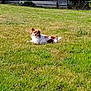 animal, brown_and_white, calm, canine, daylight, dog, fence, fur, grass, greenery, lawn, looking, lying_down, nature, outdoor, pet, quiet, resting, small_dog, sunlight