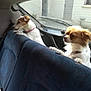 Nougat participe au concours pour gagner de l'argent avec cette photo : animal, backseat, canine, car_interior, collar, companions, curious, dog, domestic_animal, fur, indoor, looking, pet, resting_paws, side_view, transportation, travel, two_dogs, vehicle, window