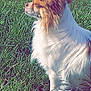 animal, backyard, canine, cockerspaniel, collie, dog, eskimodog, field, grass, grassland, green, lawn, nature, outdoors, papillon, pet, plant, puppy, vegetation, yard