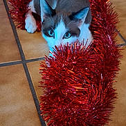 Aloé a rejoint le concours — aidez-le/la à gagner de superbes lots ! cat, blue_eyes, tinsel, red, playful, curious, indoor, floor, tile, holiday, decor, pet, feline, whiskers, ears, tail, animal, cute, christmas, shiny