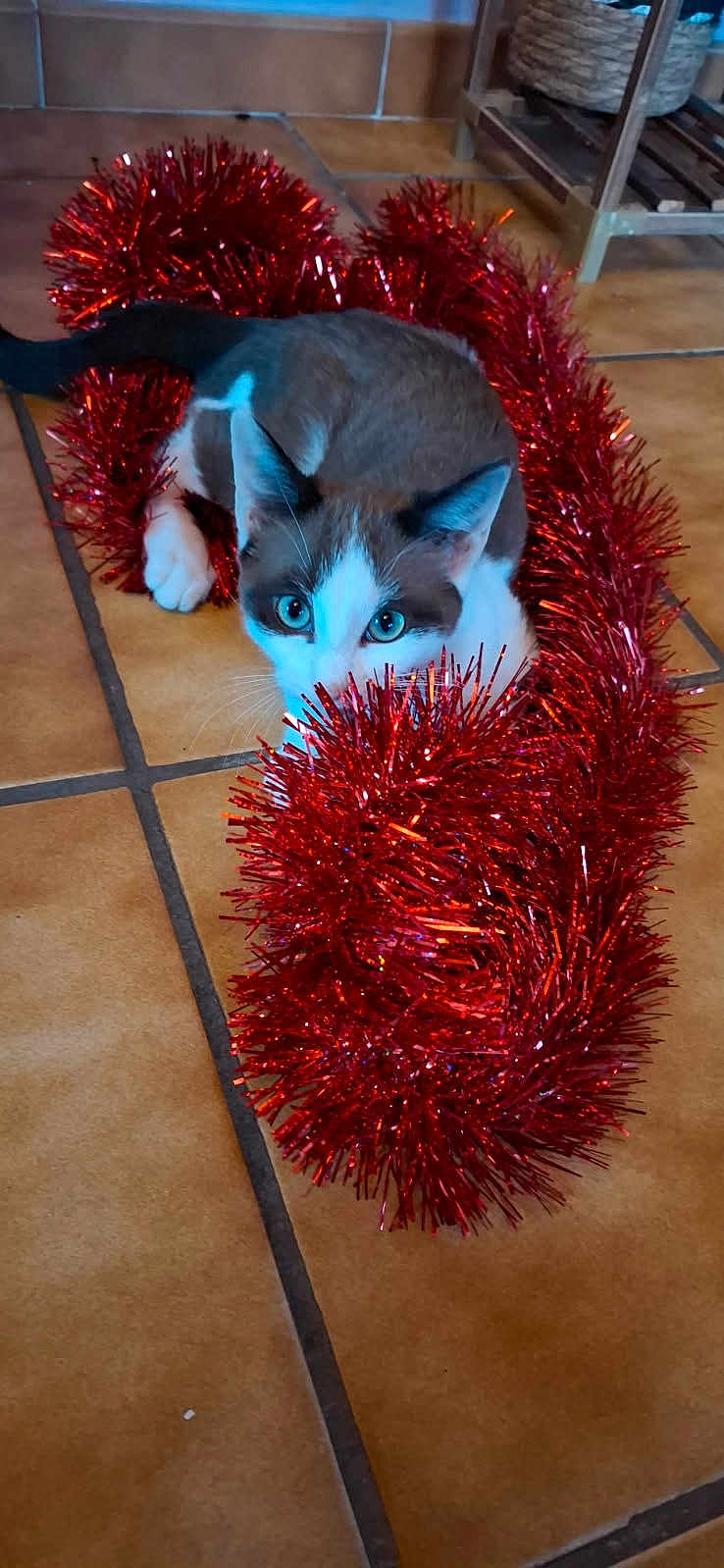 Aloé a rejoint le concours — aidez-le/la à gagner de superbes lots ! cat, blue_eyes, tinsel, red, playful, curious, indoor, floor, tile, holiday, decor, pet, feline, whiskers, ears, tail, animal, cute, christmas, shiny