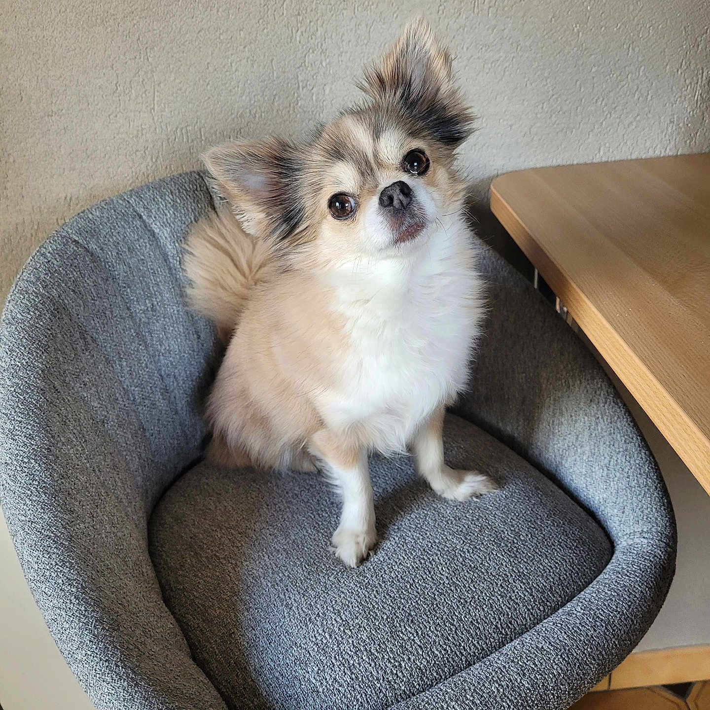 Ruby participe au concours pour gagner de l'argent avec cette photo : animal, armchair, canine, chair, chihuahua, cockerspaniel, dog, dogbed, eskimodog, furniture, papillon, pet, puppy, wood