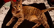 Camo joined the competition — help win amazing prizes! animal, bed, bedroom, blanket, brown_fur, cat, ears, feline, green_eyes, home, indoor, laundry_basket, lying_down, pet, portrait, relaxed, striped_fur, tabby, tail, whiskers