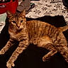 animal, bed, bedroom, blanket, brown_fur, cat, ears, feline, green_eyes, home, indoor, laundry_basket, lying_down, pet, portrait, relaxed, striped_fur, tabby, tail, whiskers