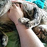 Camo joined the competition — help win amazing prizes! bed, bedding, cat, close_up, cozy, cuddling, feline, fur, green_eyes, human_arm, indoor, paws, pet, portrait, relaxed, sleeping, striped, tabby, upside_down, whiskers