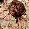 Camo is registered to the contest to win money with this photo: animal, bed, bedroom, bedspread, brown_fur, cat, cozy, ears, feline, floral_pattern, green_eyes, indoor, paws, pet, portrait, relaxed, sitting, striped_fur, tabby_cat, whiskers