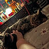 animal, bed, bedroom, belly_rub, cat, cozy, dim_lighting, domestic_scene, feline, human_hand, indoors, lying_down, pet, playful, portrait, relaxed, sleepy, striped_fur, tabby_cat, whiskers