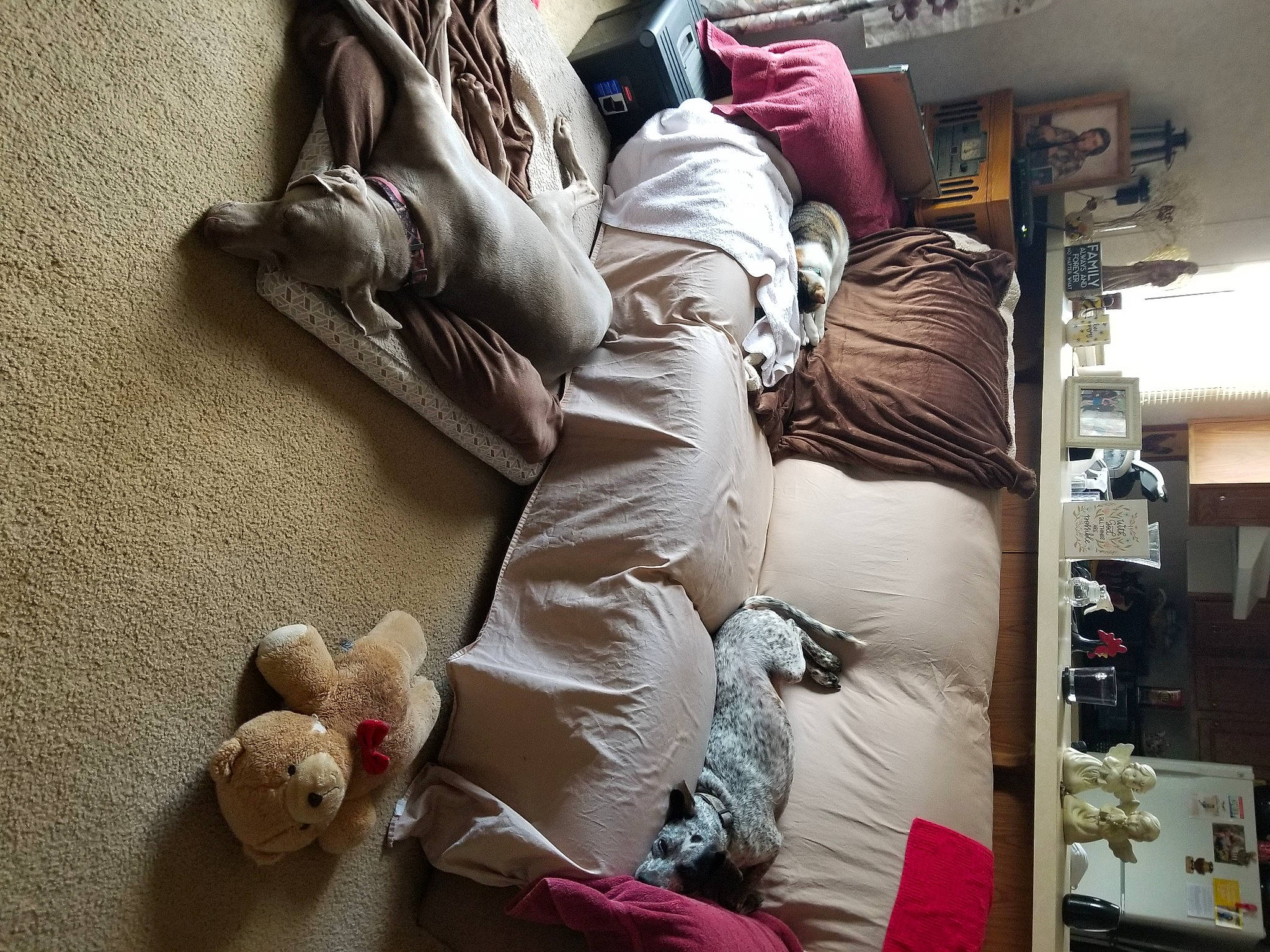 Cinder joined the competition — help win amazing prizes! automotive_design, bed_sheet, bedding, bedroom, collection, comfort, flooring, fur, house, human_leg, linens, public_transport, room, shelving, stuffed_toy, teddy_bear, textile, toy, window, wood