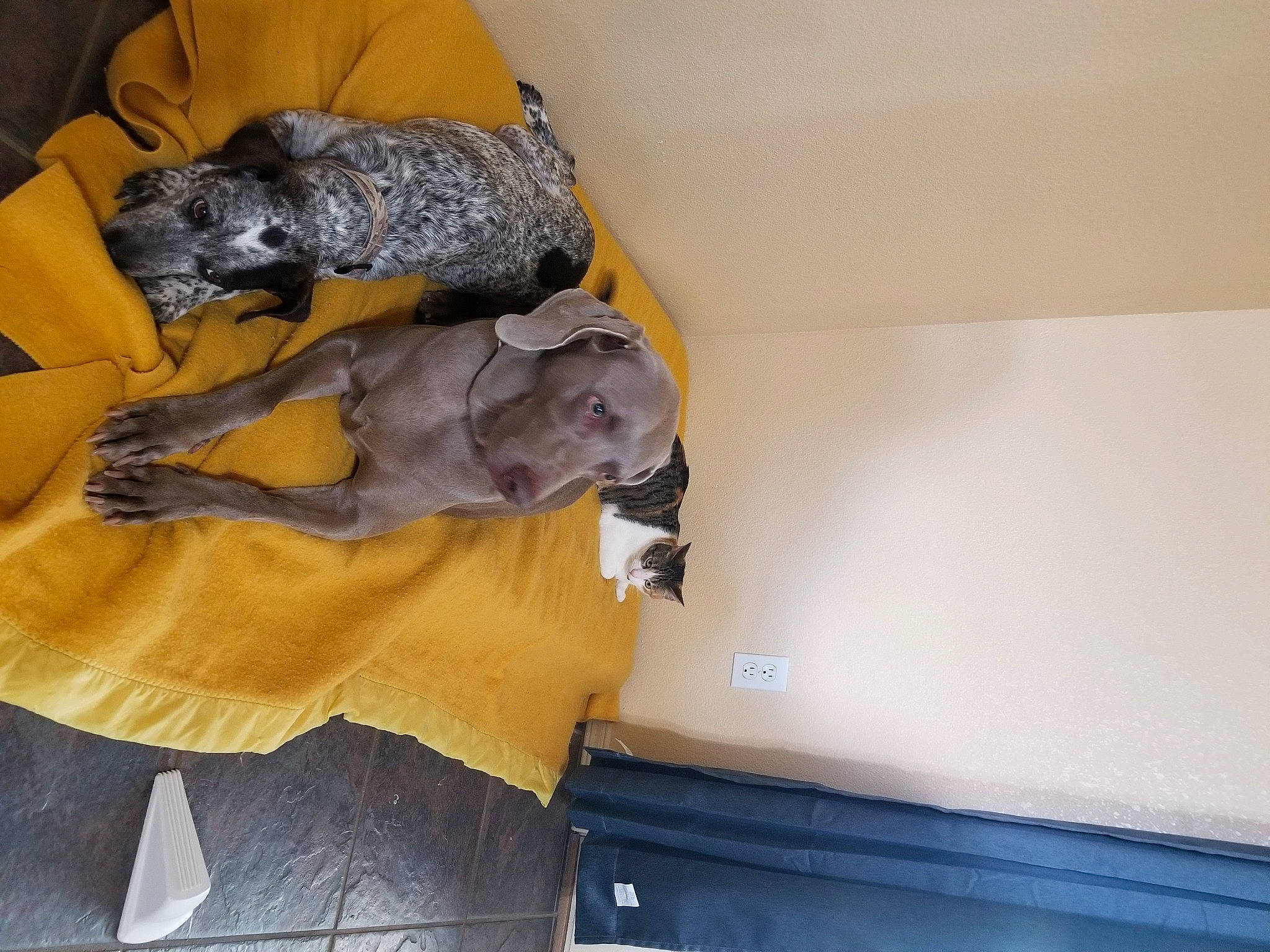 Cinder joined the competition — help win amazing prizes! ceiling, comfort, felidae, fish, fur, glove, reptile, room