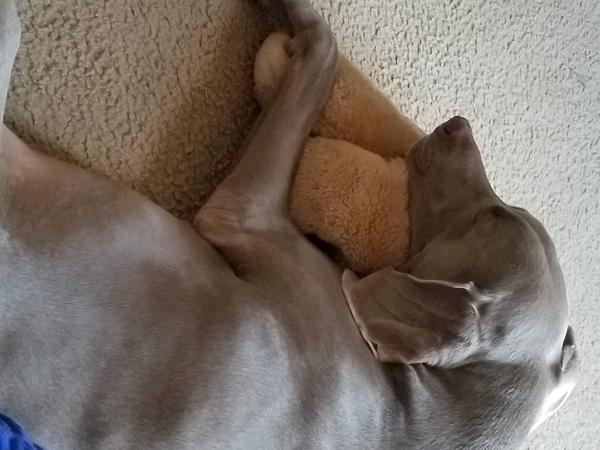 Cinder joined the competition — help win amazing prizes! beige, carnivore, comfort, companion_dog, couch, dog, dog_breed, fawn, felidae, flooring, fur, hardwood, human_leg, linens, liver, nap, paw, sleep, tail, wood