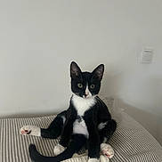 Leon a rejoint le concours — aidez-le/la à gagner de superbes lots ! cat, kitten, tuxedo_cat, black_and_white, pet, animal, sitting, bed, striped_bedding, blanket, paws, pink_paw_pads, tail, ears, whiskers, green_eyes, indoor, bedroom, portrait, cute