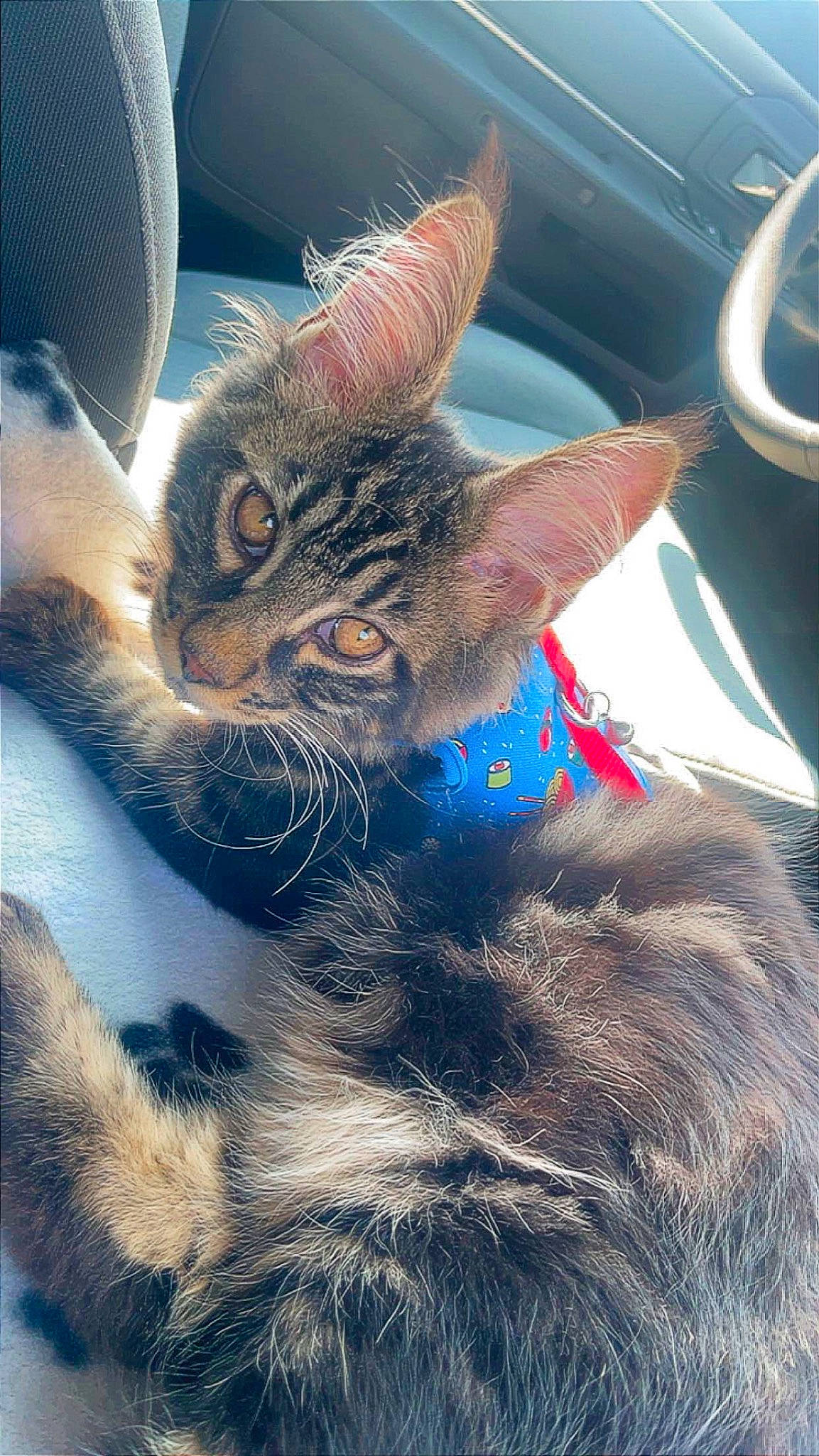 Sake is registered to the contest to win money with this photo: carnivore, cat, claw, domestic_short_haired_cat, ear, electric_blue, eye, felidae, fur, gesture, paw, plant, small_to_medium_sized_cats, snout, tail, tree, whiskers