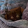 animal, black_cat, blanket, cat, closeup, comfort, cozy, curious, cute, eyes, fluffy, fur, hide_and_seek, indoor, kitten, pet, resting, soft, texture, warm