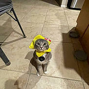 Apollo joined the competition — help win amazing prizes! animal, cat, collar, costume, curious, cute, domestic_cat, floor, furniture_leg, gray_tabby, hat, indoor, kitchen, kitten, looking_up, pet, shadow, tile, wide_eyes, yellow_hat