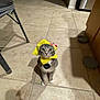 animal, cat, collar, costume, curious, cute, domestic_cat, floor, furniture_leg, gray_tabby, hat, indoor, kitchen, kitten, looking_up, pet, shadow, tile, wide_eyes, yellow_hat