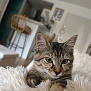 Gucci participe au concours pour gagner de l'argent avec cette photo : animal, bar_stool, blanket, cat, cozy, cute, ears, eyes, fluffy, fur, furniture, home, indoor, kitten, living_room, paws, pet, relaxing, tabby, whiskers