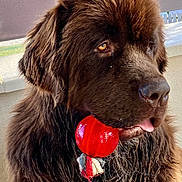 Nathalie Gauthier participe au concours pour gagner de l'argent avec cette photo : dog, brown, fluffy, toy, red, pet, animal, close_up, portrait, indoors, furry, cute, tongue_out, playful, muzzle, ears, fur, companion, looking_away, pet_toy