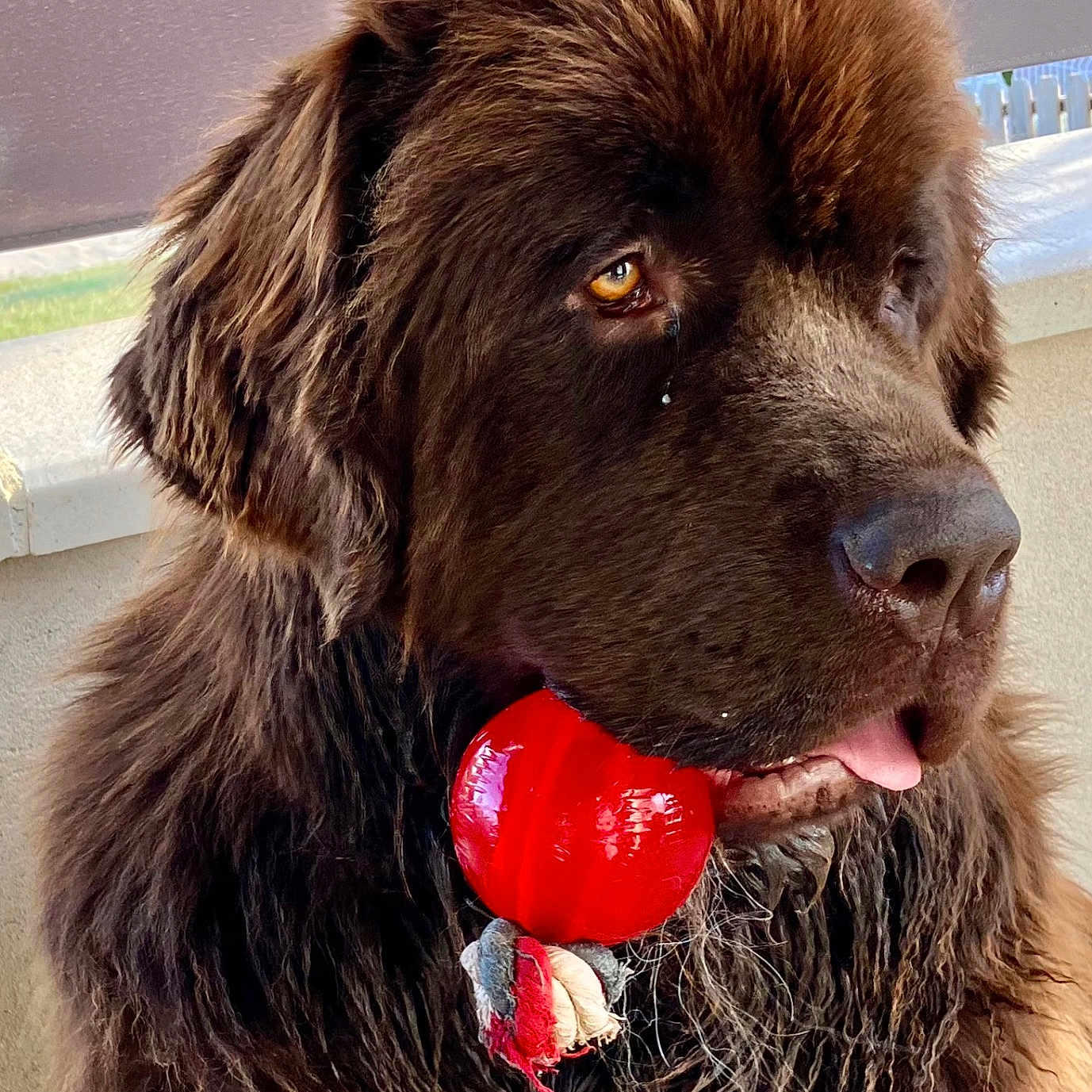 Nathalie Gauthier participe au concours pour gagner de l'argent avec cette photo : dog, brown, fluffy, toy, red, pet, animal, close_up, portrait, indoors, furry, cute, tongue_out, playful, muzzle, ears, fur, companion, looking_away, pet_toy