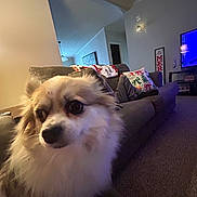 Ruby is registered to the contest to win money with this photo: dog, living_room, sofa, cushion, carpet, television, holiday_decor, pillow, wall_art, blanket, indoor, pet, fur, cozy, home, animal, portrait, domestic, relaxing, furniture