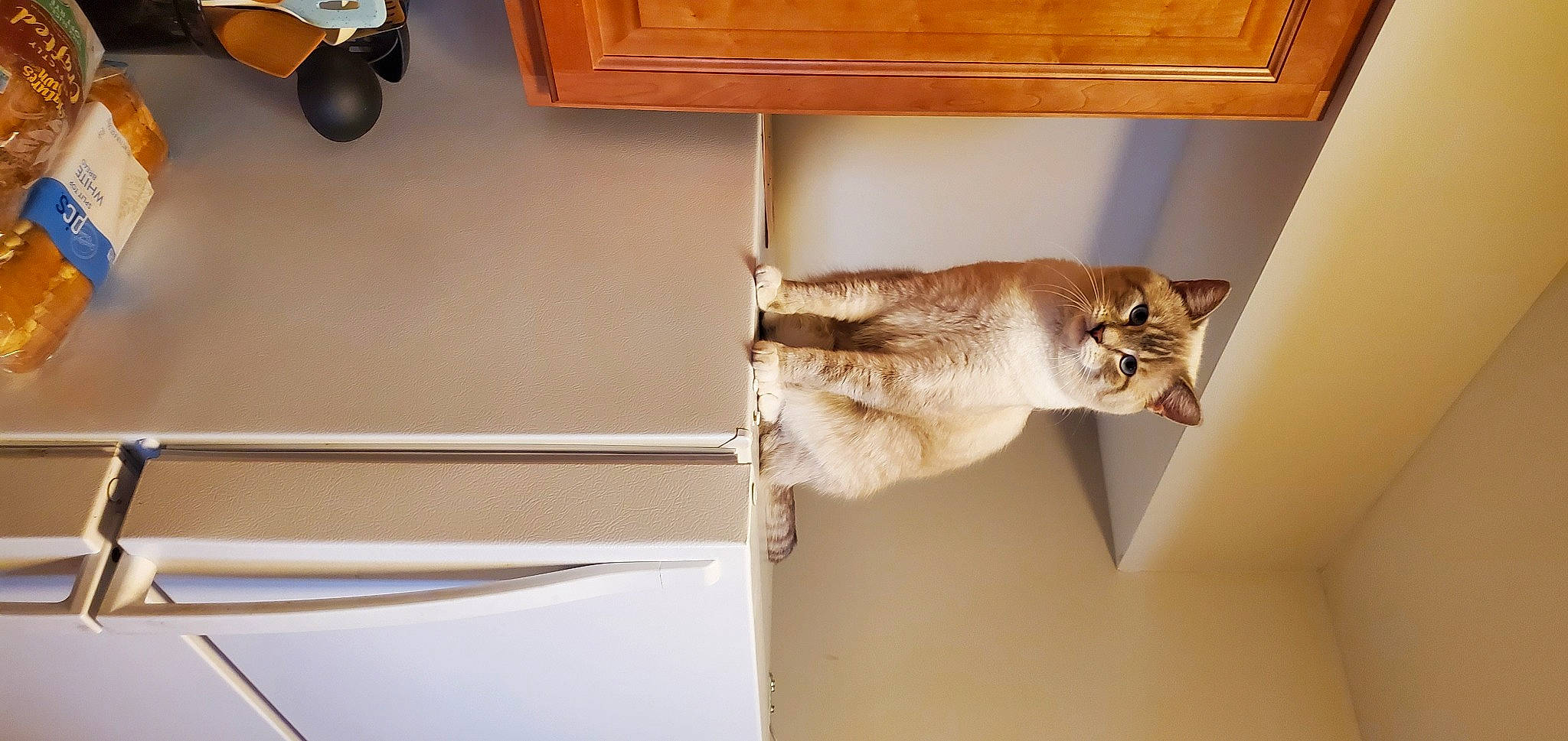 Duncan is registered to the contest to win money with this photo: bookcase, carnivore, cat, domestic_short_haired_cat, fawn, felidae, flooring, fur, hardwood, plywood, room, shelf, shelving, small_to_medium_sized_cats, table, tail, whiskers, window, wood, wood_stain