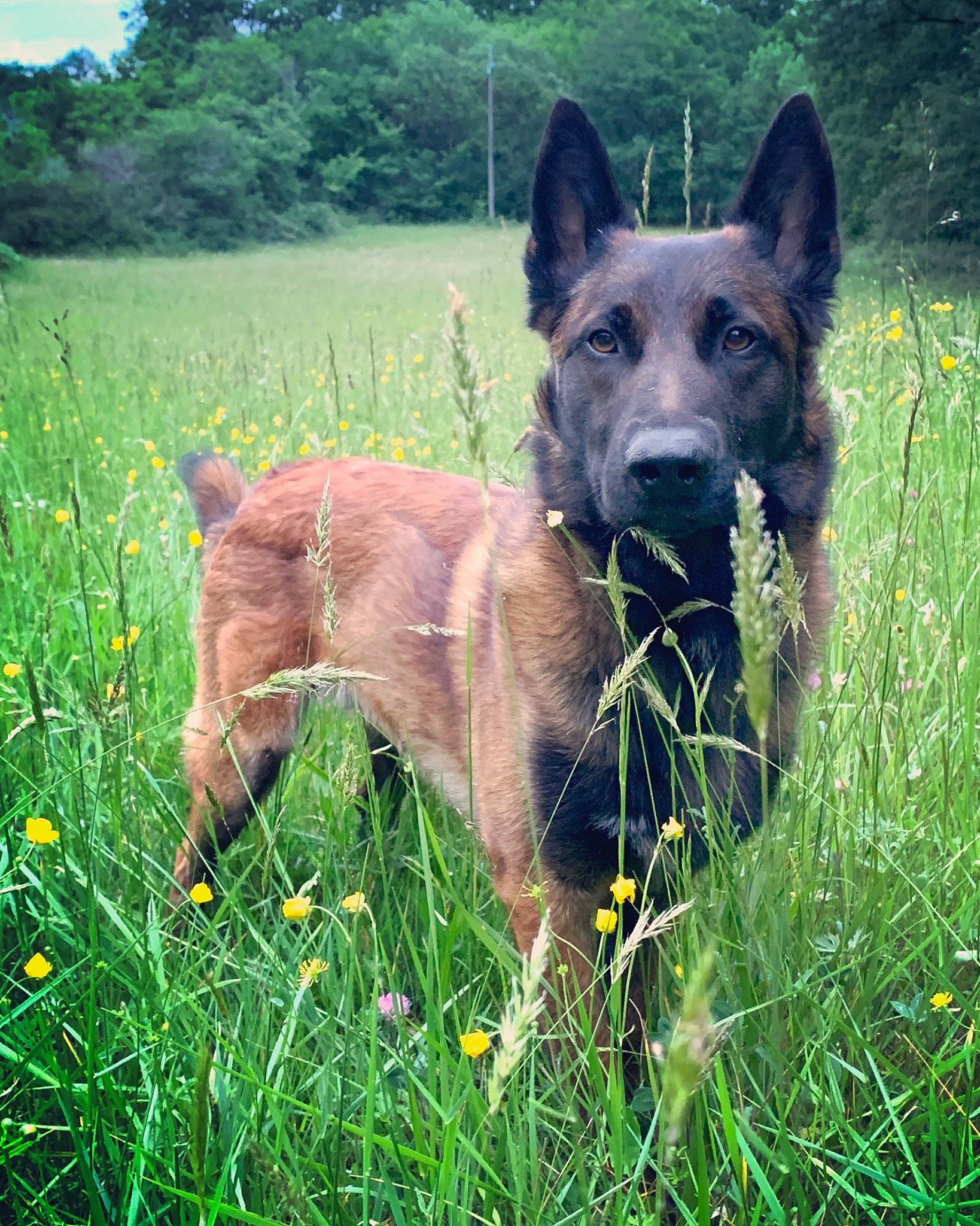 Armani a rejoint le concours — aidez-le/la à gagner de superbes lots ! canidae, carnivore, companion_dog, dog, dog_breed, fawn, flower, german_shepherd_dog, grass, grassland, herding_dog, pasture, plant, snout, sporting_group, tail, terrestrial_animal, tree, working_animal, working_dog