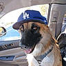 dog, german_shepherd, hat, baseball_cap, car_interior, seat, sunlight, window, door_panel, happy, pet, animal, canine, smiling, seatbelt, daylight, vehicle, inside, portrait, cute