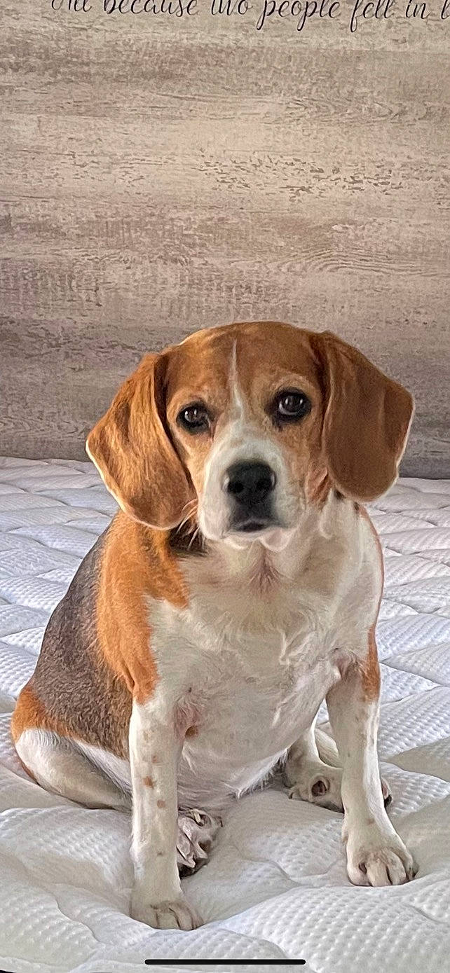 Lacie is registered to the contest to win money with this photo: ancient_dog_breeds, beaglier, canidae, carnivore, collar, companion_dog, dog, dog_breed, dog_collar, fawn, german_shorthaired_pointer, gun_dog, hound, hunting_dog, liver, snout, sporting_group, terrestrial_animal, wood, working_animal