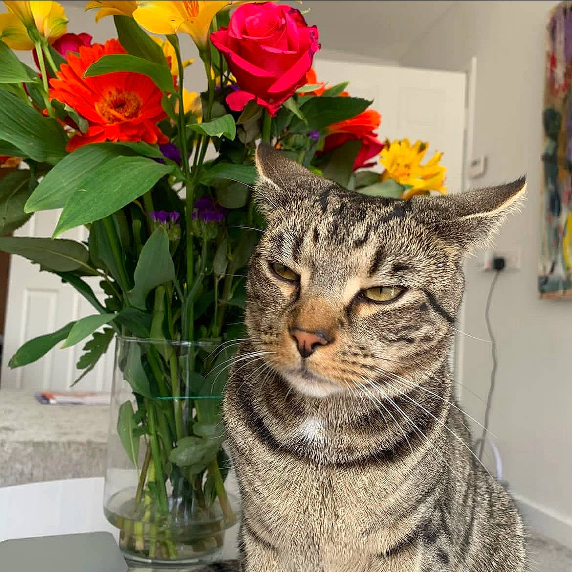 King is registered to the contest to win money with this photo: artifact, artificial_flower, bouquet, carnivore, cat, cut_flowers, felidae, flower, flower_arranging, flowering_plant, flowerpot, grass, houseplant, petal, plant, small_to_medium_sized_cats, snout, vase, whiskers, window