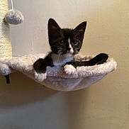 Luna joined the competition — help win amazing prizes! kitten, cat, black_and_white, plush, hammock, cat_tree, toy, indoor, pet, animal, cute, feline, resting, fur, whiskers, paws, young, cozy, home, wall