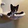 kitten, cat, black_and_white, plush, hammock, cat_tree, toy, indoor, pet, animal, cute, feline, resting, fur, whiskers, paws, young, cozy, home, wall