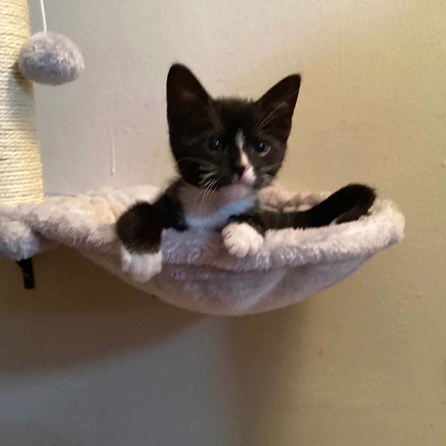 Luna