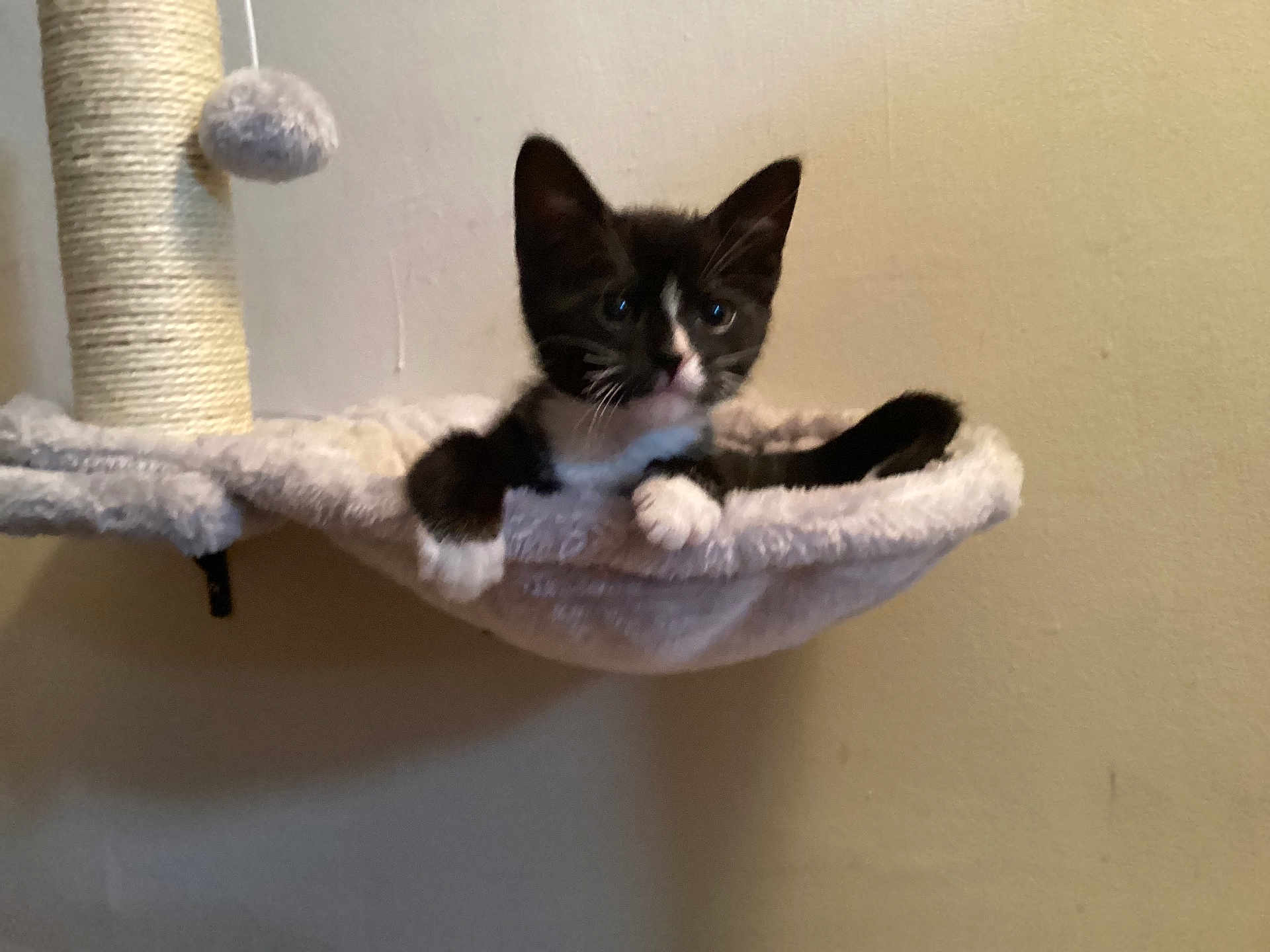 Luna