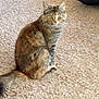Tabitha Dawn joined the competition — help win amazing prizes! animal, carpet, cat, curious, cute, domestic, feline, fur, green_eyes, home, indoor, looking, mammal, pet, relaxed, shoe, sitting, tabby_cat, tail, whiskers
