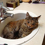Tabitha Dawn is registered to the contest to win money with this photo: animal, bathroom, cat, closeup, countertop, curious, cute, domestic_cat, ear, faucet, fur, green_eyes, household, indoor, pet, relaxed, resting, sink, tabby_cat, whiskers