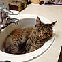 animal, bathroom, cat, closeup, countertop, curious, cute, domestic_cat, ear, faucet, fur, green_eyes, household, indoor, pet, relaxed, resting, sink, tabby_cat, whiskers