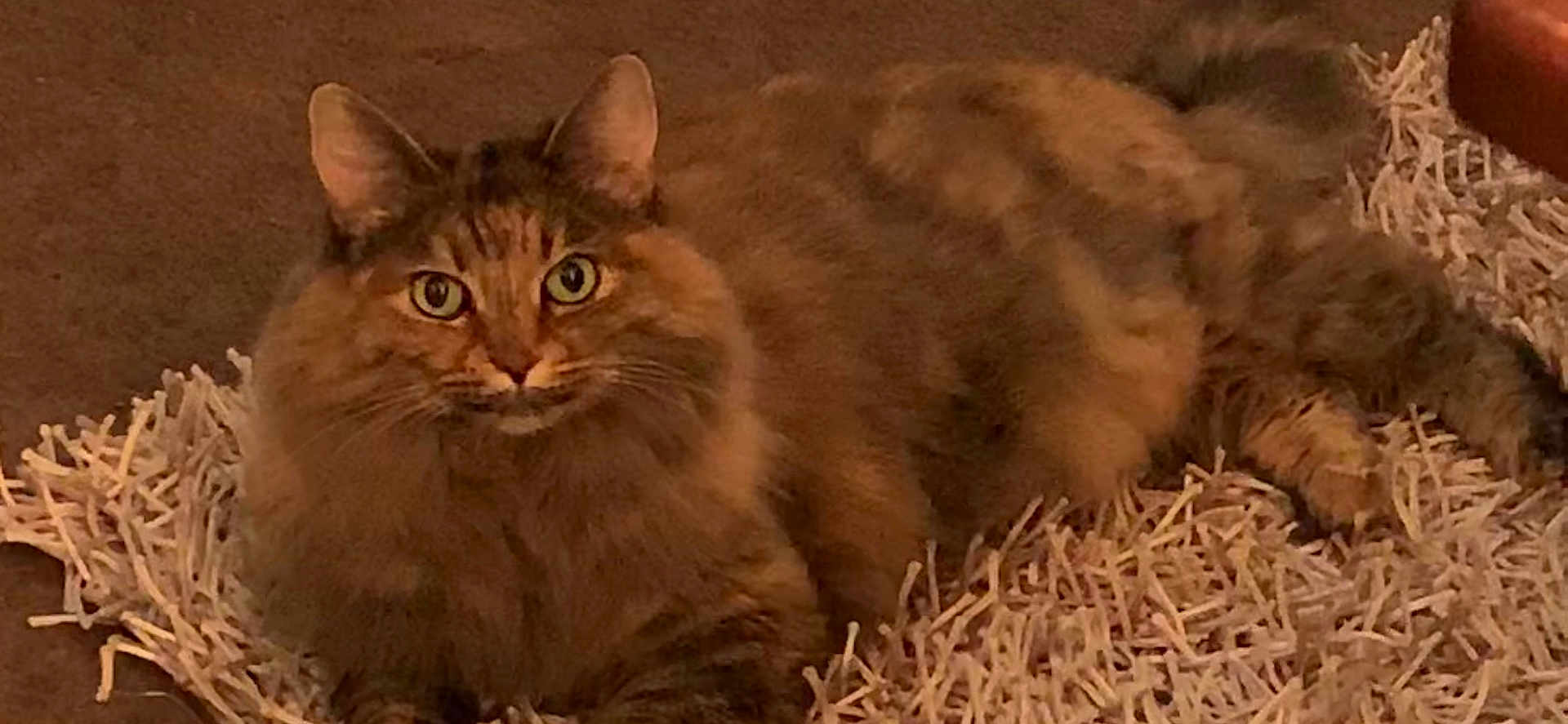 Tabitha Dawn joined the competition — help win amazing prizes! animal, brown_fur, carpet, cat, close_up, cozy, ears, eyes, fluffy, fur, home, indoor, looking_at_camera, lying_down, pet, relaxed, rug, tabby, whiskers, white_rug