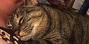 Madilynn Grace joined the competition — help win amazing prizes! animal, cat, close_up, comfort, cozy, domestic, feline, fur, indoor, neck, person, pet, relaxed, resting, sleepy, snuggling, soft, striped, tabby_cat, whiskers