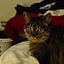 Madilynn Grace is registered to the contest to win money with this photo: animal, blanket, cat, clothing, cozy, curious, cute, domestic, ears, feline, fur, indoor, laundry_basket, pet, relaxed, resting, soft, tabby, whiskers, yellow_eyes